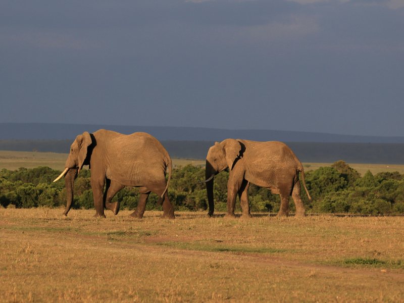 Masai Mara National Reserve in budget tented camp – Min 3 Days 2 Nights | Group Joining
