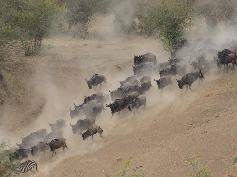 Masai Mara National Reserve in budget tented camp – Min 3 Days 2 Nights | Group Joining