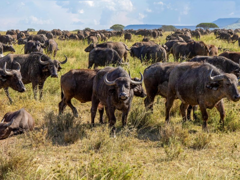 Masai Mara National Reserve in budget tented camp – Min 3 Days 2 Nights | Group Joining