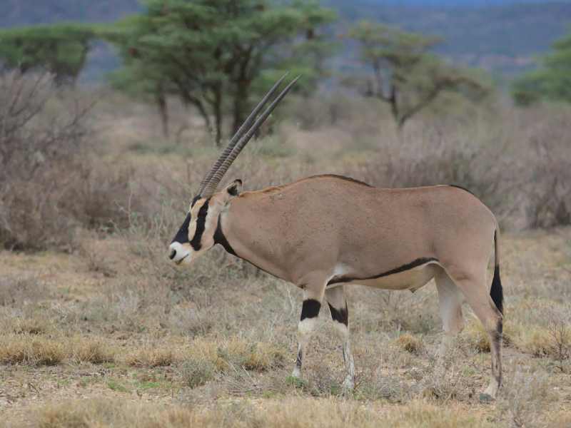 Lake Nakuru Day Trip Tours – Big 5 Game Drive