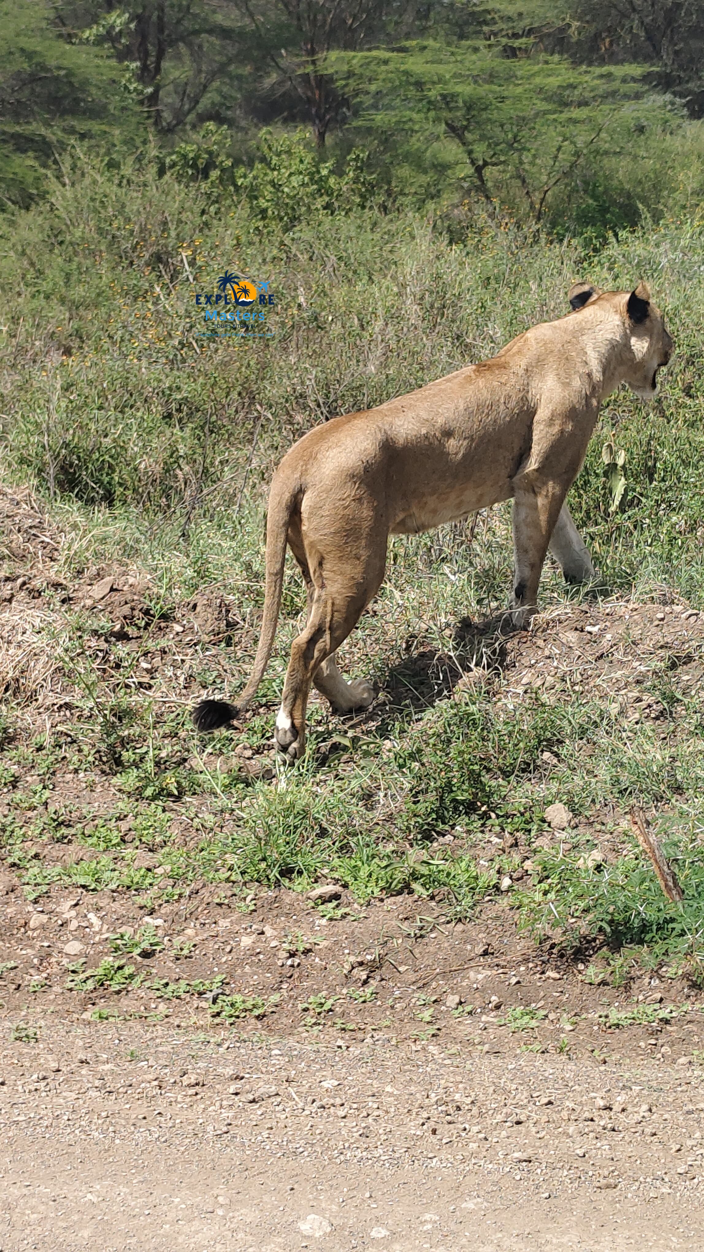 Nairobi National Park – Half Day Game Drive, Day Trip Safari,  4 -5 hours