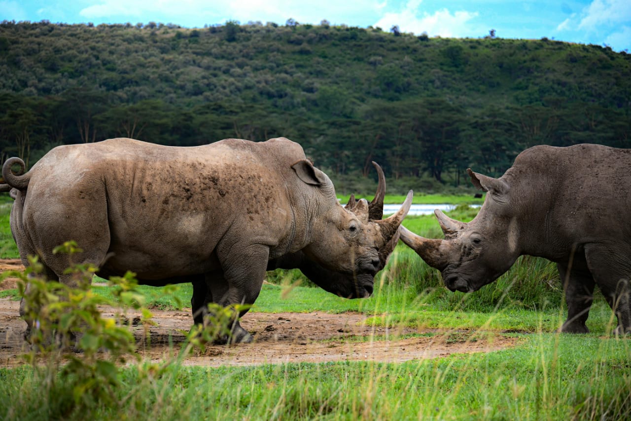 3 Days to Lake Nakuru, Naivasha and Hell's gate