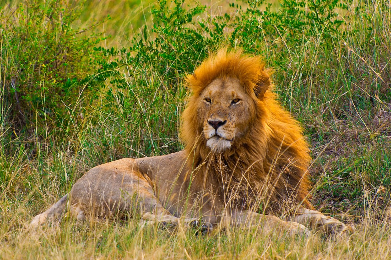 7 Days, 6 Nights — Northern to Southern Safari Adventure.