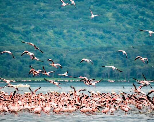 Lake Nakuru tour