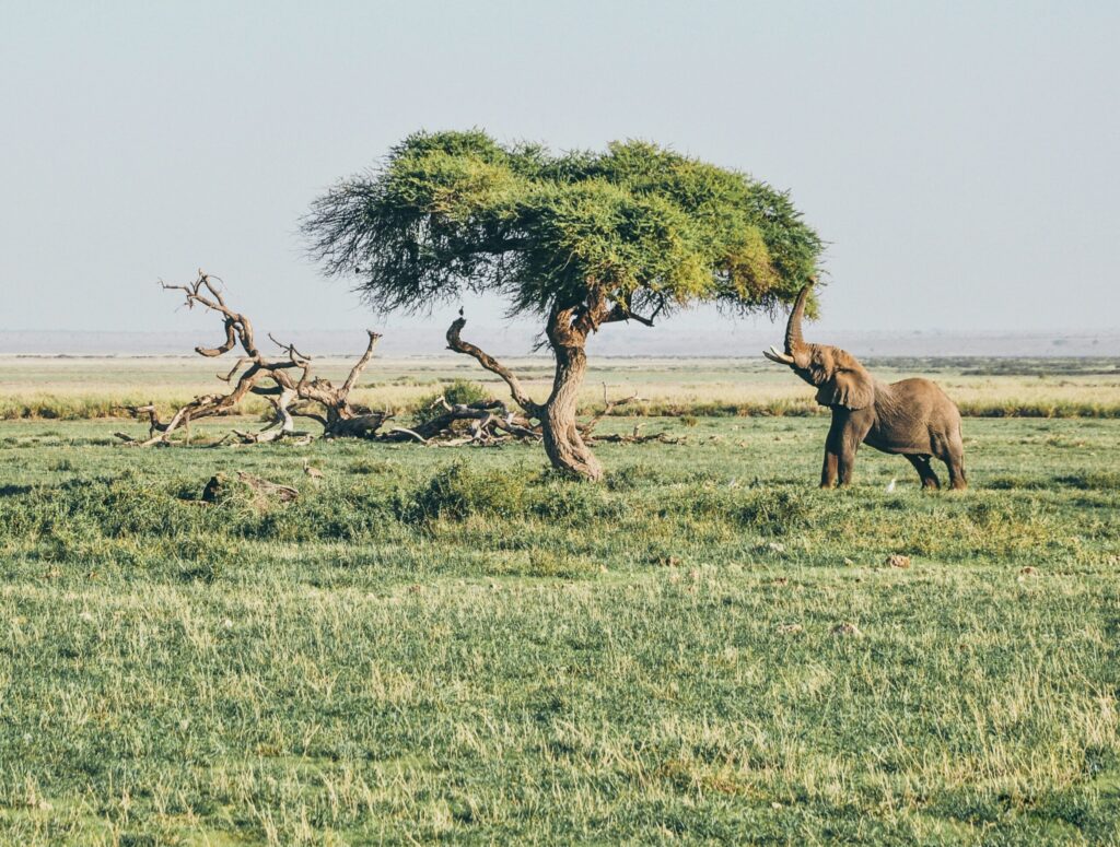 Amboseli national park tours